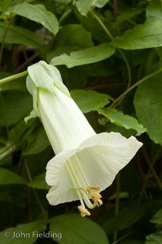 Cobaea pringlei