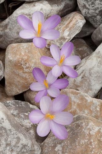 Crocus goulymii