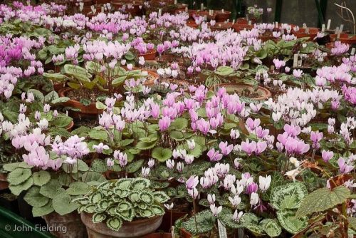 Cyclamen graecum subsp. graecum
