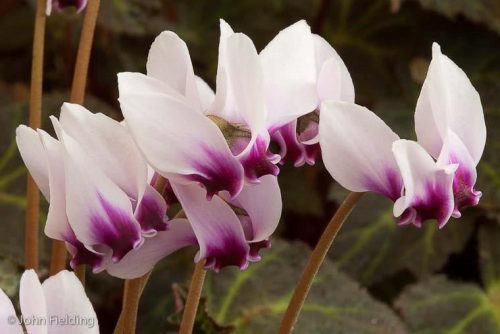 Cyclamen hederifolium subsp. crassifolium