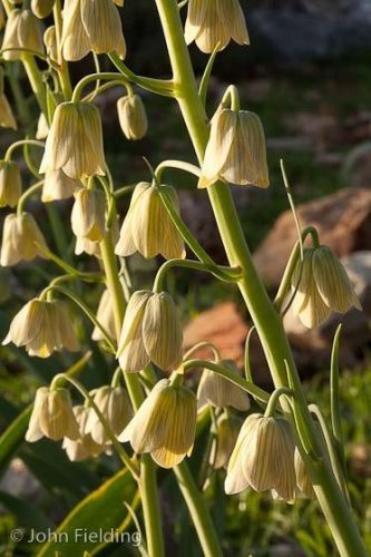 Fritillaria persica