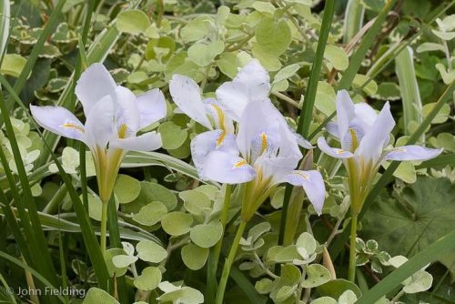 Iris unguicularis subsp. Unguicularis Walter Butt