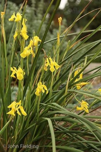 Moraea reticulata