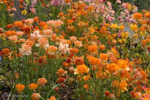 Ranunculus hybrids