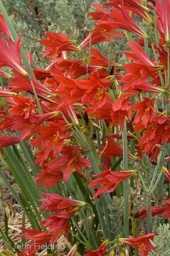 Rhodophiala bifida