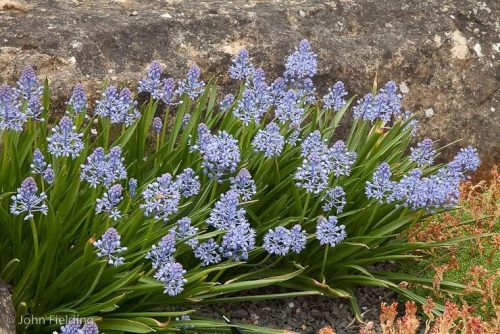 Scilla litardieri