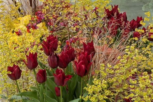 Tulipa National Velvet