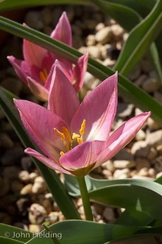 Tulipa aucheriana