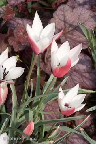 Tulipa clusiana Peppermint Stick
