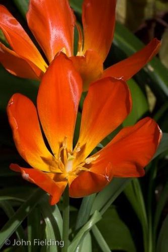 Tulipa vvedenskyi