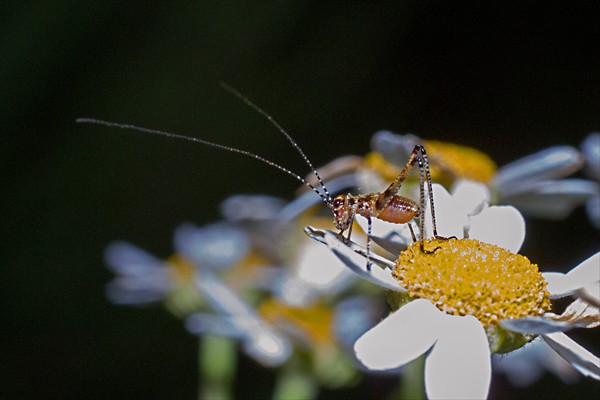 Bush cricket nymph / Nymphe de criquet (Tettigoniidae)