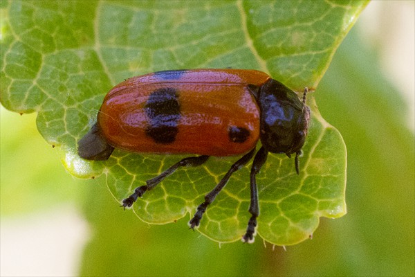 Leaf beetle / Clytre des saules (<i>Clytra laeviuscula</i>)