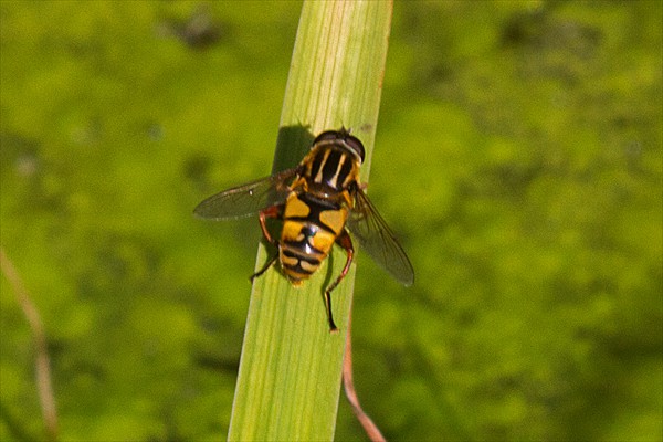 Common Tiger Hoverfly / Hélophile suspendu