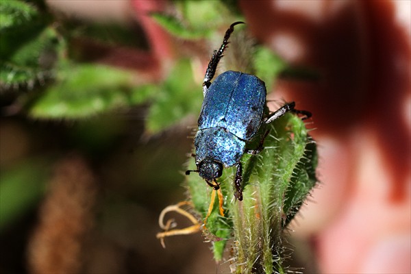 Scarab Beetle / Hoplie bleue (<i>Hoplia caerulea</i>)
