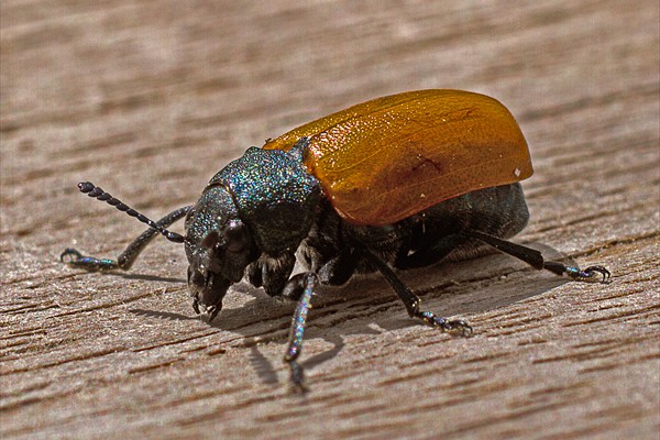 Leaf beetle / Chrysomèle (<i>Labidostomis tridentata</i>)