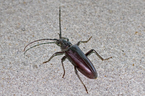 Longhorn Beetle / Coléoptère longicorne