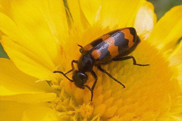 Blister beetle / Mylabre inconstant (<i>Mylabris variabilis</i>)