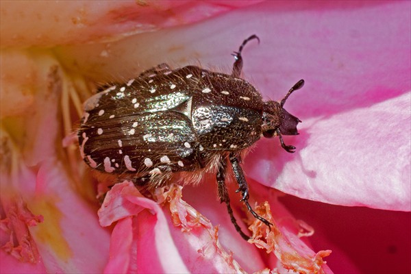 Chafer beetle / Cétoine grise (<i>Oxythyrea funesta</i>)