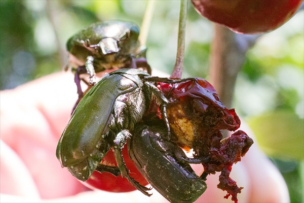 Rose Chafers / Cétoines