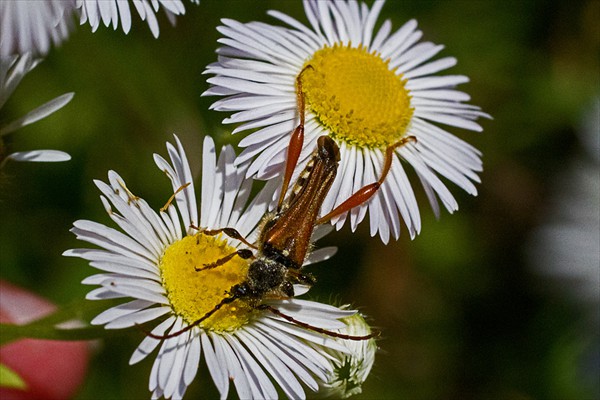 Long-horned beetle / Coléoptère longicorne (<i>Stenopterus rufus</i>)
