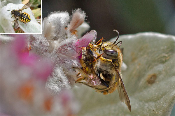 Wool-carder Bee / Abeille cotonnière (<i>Anthidium manicatum</i>)
