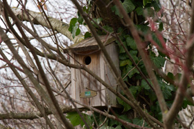nest box <i>in situ</i>  