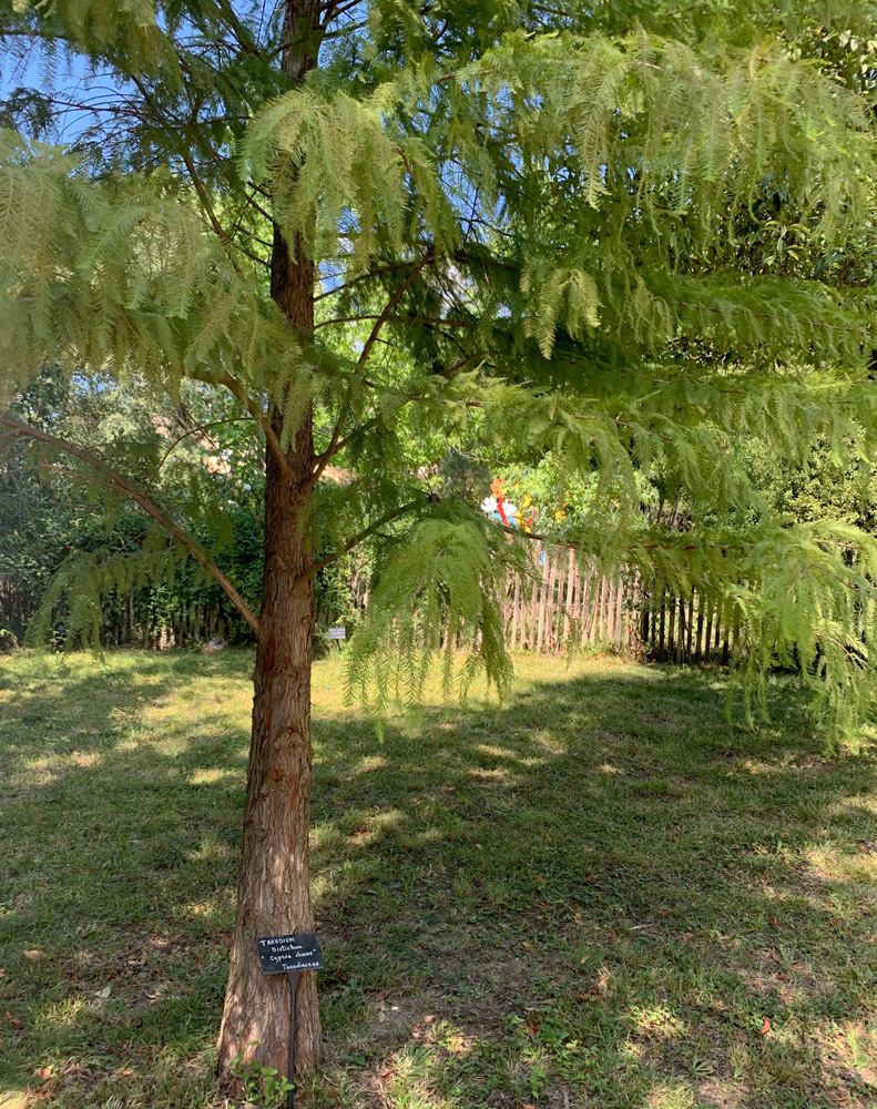Taxodium distichum (Bald cypress / Cyprès chauve)