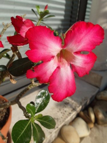 Adenium obesum