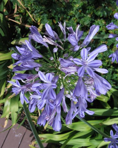 Agapanthus africanus