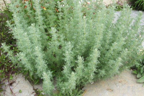 Artemisia caerulescens subsp. gallica