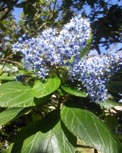 Ceanothus arboreus Trewithin Blue