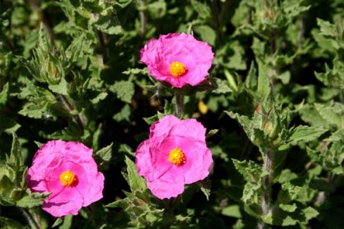 Cistus crispus