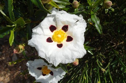 Cistus ladanifer