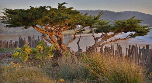 Cupressus macrocarpa