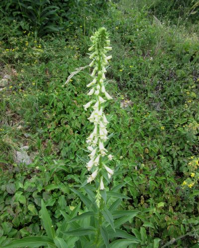 Digitalis lutea