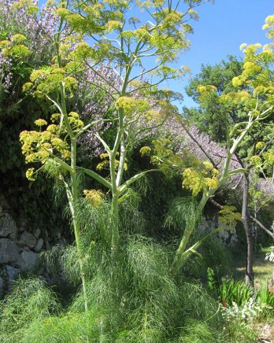 Ferula communis