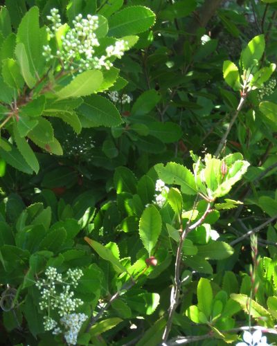 Heteromeles arbutifolia