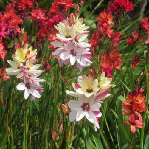 Ixia sp.