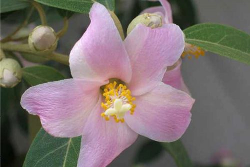 Lagunaria patersonia