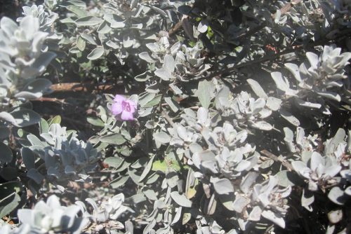 Leucophyllum frutescens