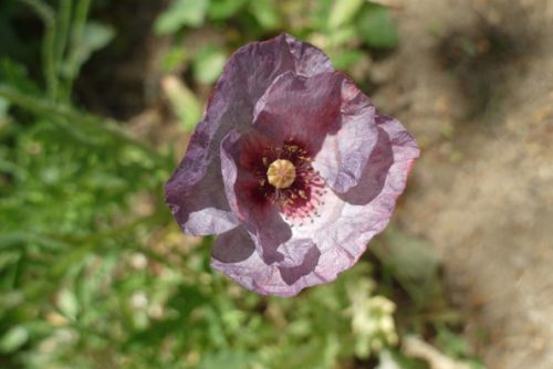 Papaver rhoeas Mother of Pearl Group
