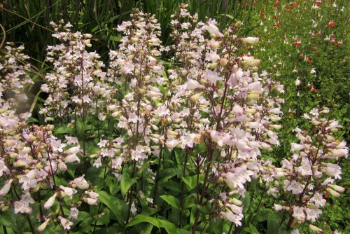 Penstemon digitalis