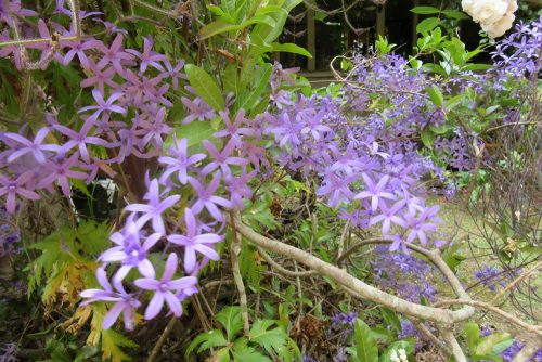 Petrea volubilis