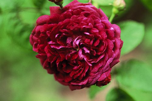 Rosa Cardinal de Richelieu