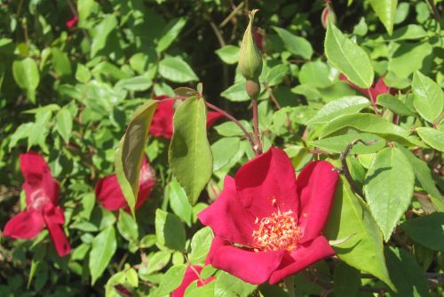 Rosa chinensis Sanguinea