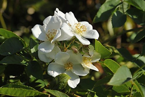 Rosa moschata