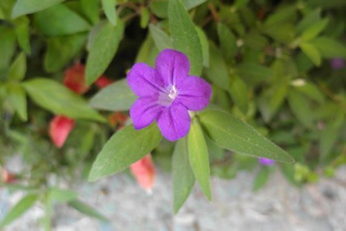 Ruellia squarrosa