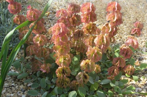 Salvia multicaulis