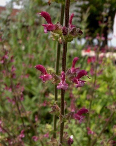 Salvia viscosa