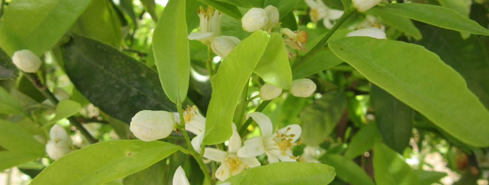 Citron caviar(citrus australasica) - Blida Algérie